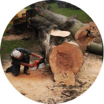 Tree Surgeon Wakefield