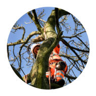 Tree Pruning Wakefield