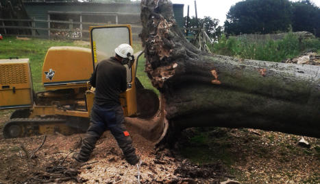 Tree Stump Removal