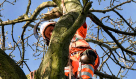 Commercial Tree Pruning